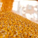 Україна завершує жнива: результати за 2025 рік та прогнози на 2026-й