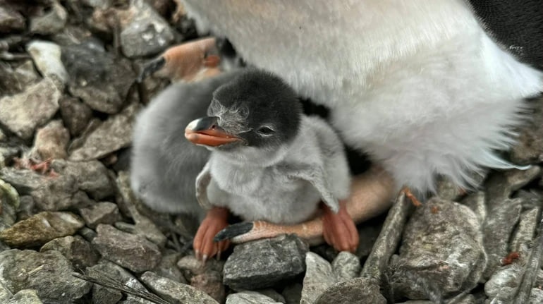 Новини світу - На Галіндезі з’явилися перші пінгвінята сезону