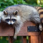 У США п’яний єнот влаштував погром в алкомаркеті