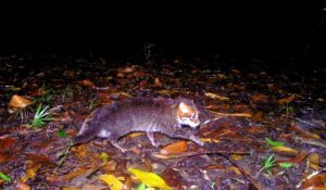 У Таїланді вперше за 30 років зафіксували рідкісну дику кішку