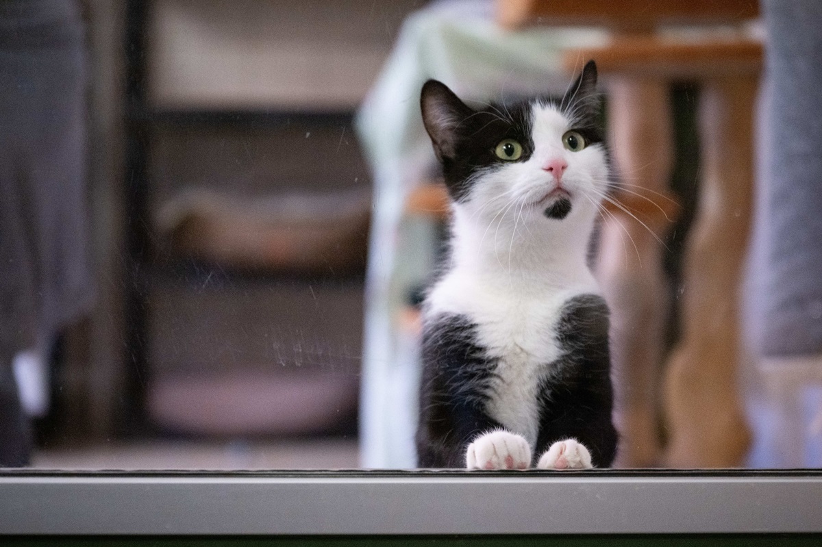 Кішок почали використовувати в терапії аутизму та тривожних розладів