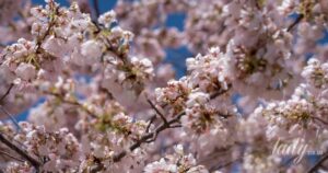 Квітень 2026: що буде з тарифами, виплатами переселенцям та пенсіями