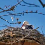 Свята 17 березня 2026 року: іменини, прикмети