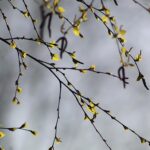 Свята 24 березня 2026: факти, традиції, іменини