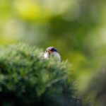 Свята 5 березня: загибель Шухевича, прем’єра Лебединого озера та інші події