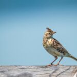 Свята 9 березня 2026: традиції, факти, що не можна робити