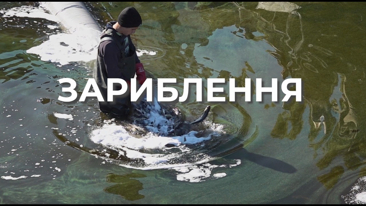 ❗️ Зариблення – важливий інструмент відновлення рибних популяцій