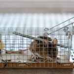 Миша перехитрила господаря і втекла з пасткою: курйозні кадри