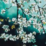 Свята 2 квітня 2026 року: іменини, прикмети