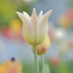 Свята 23 квітня 2026 року: що не можна робити в цей день