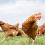 Україна рекордно наростила експорт м&rsquo;яса птиці